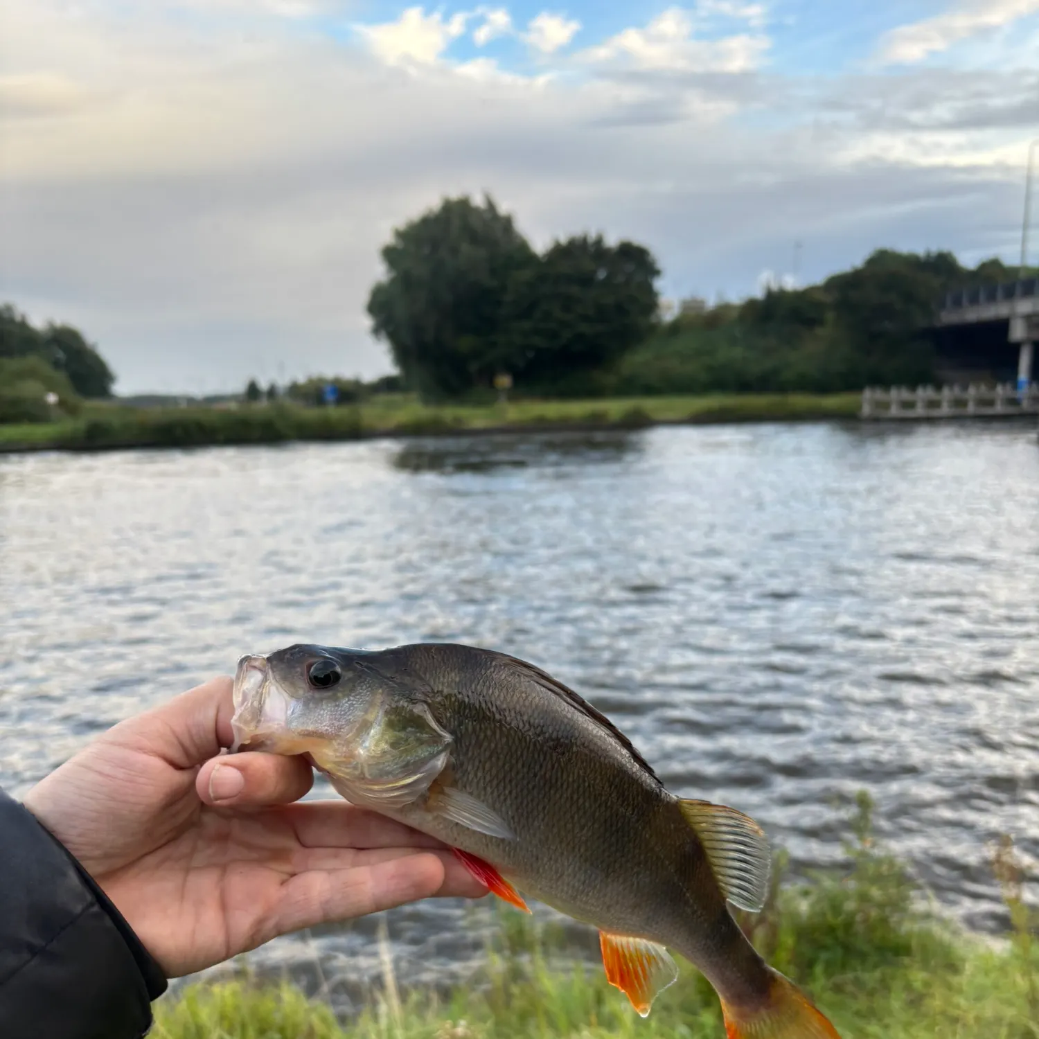 European perch caught on Fishbrain