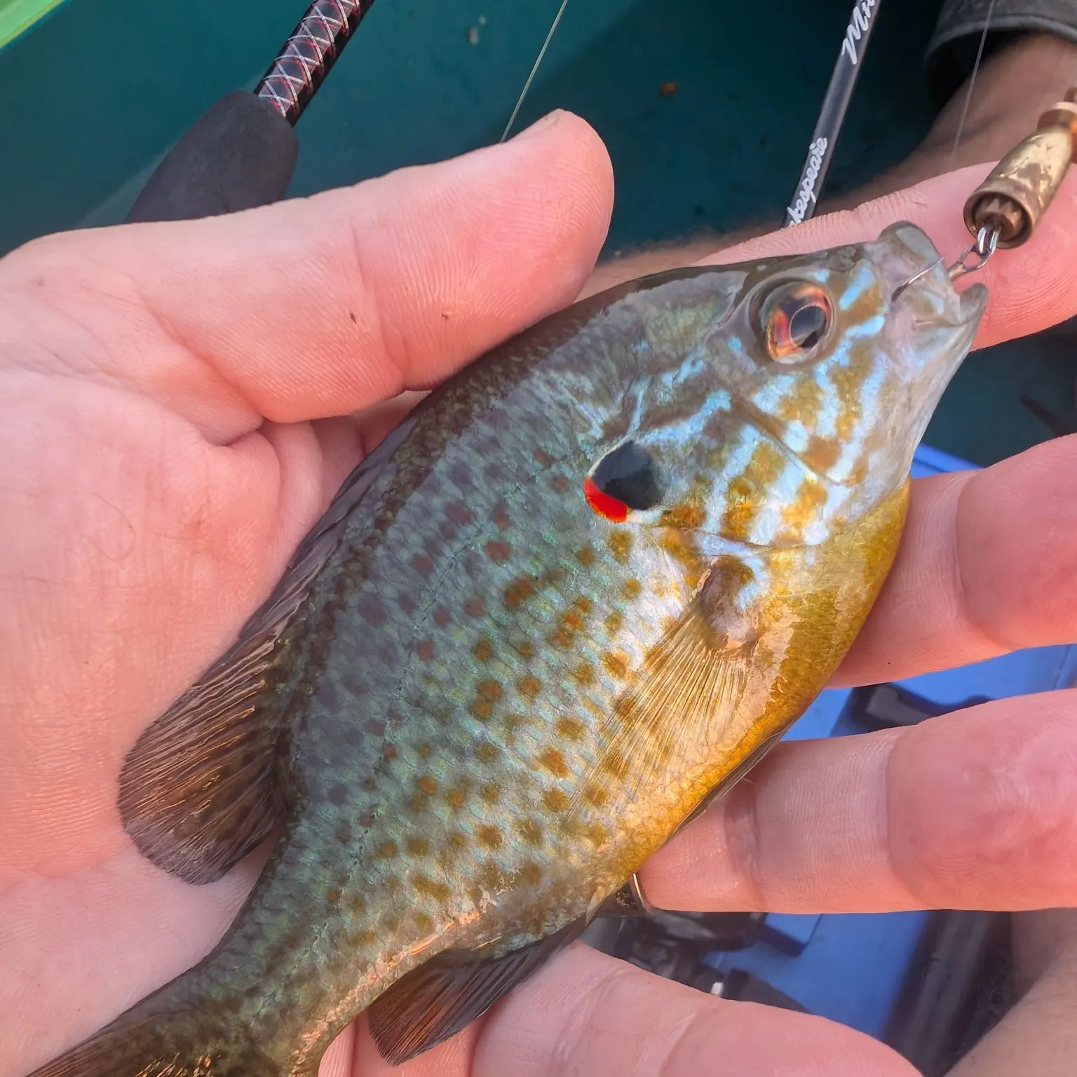 Pumpkinseed caught on Fishbrain
