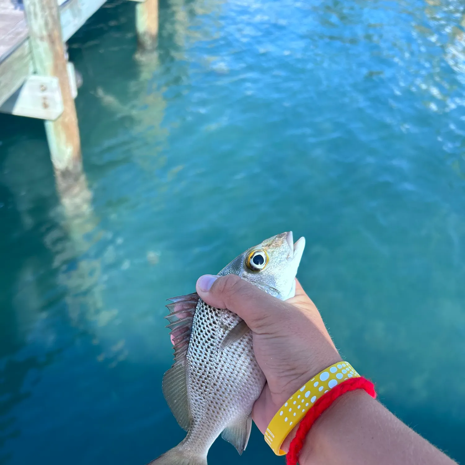 The most recent Sailor's choice grunt catches on Fishbrain