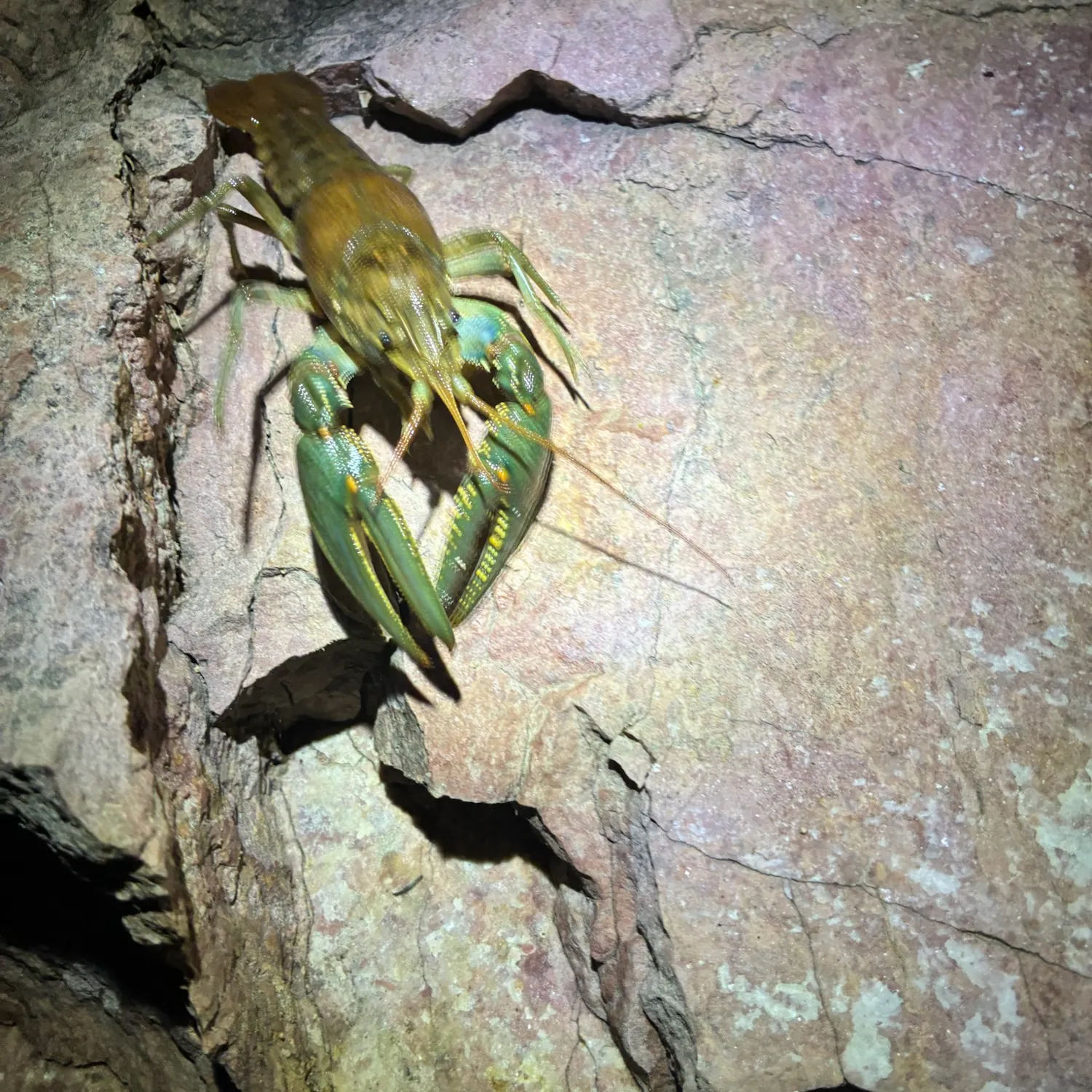 The most recent Virile crayfish catches on Fishbrain