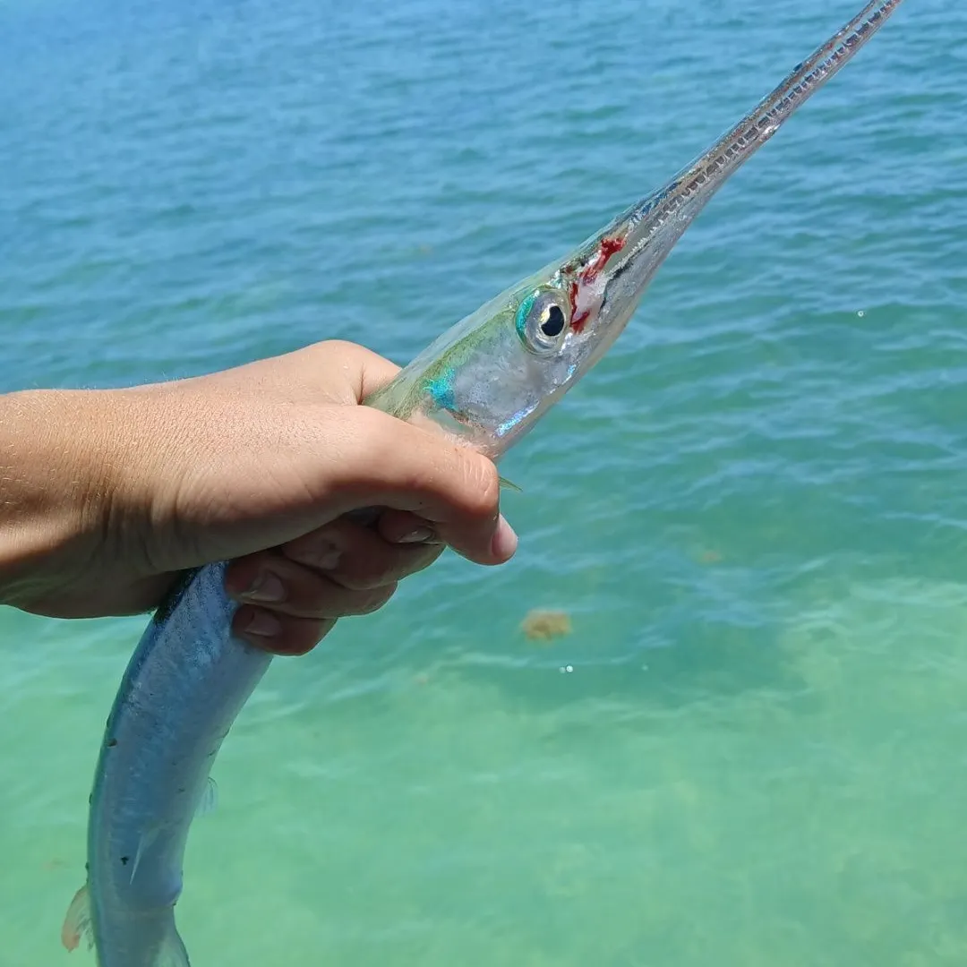 The most recent Atlantic needlefish catches on Fishbrain