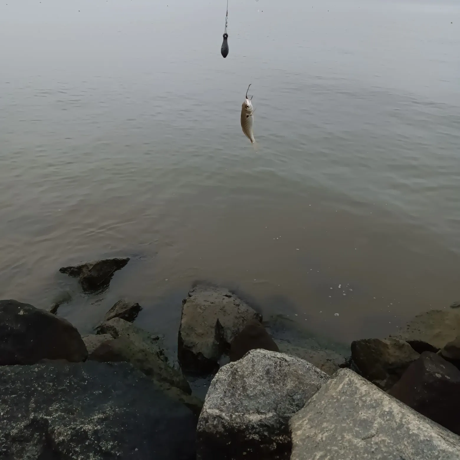 The most recent Spot croaker catches on Fishbrain