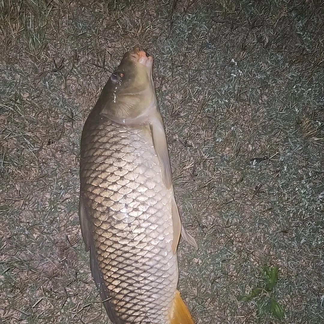Common carp caught on Fishbrain