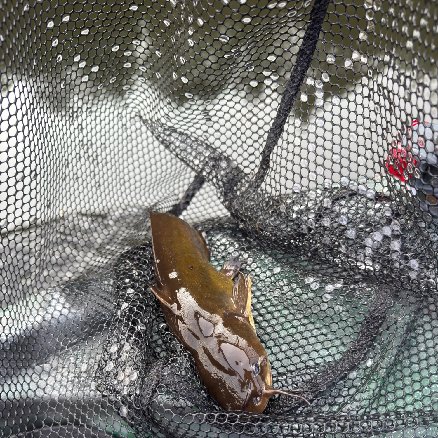 The most recent Brown bullhead catches on Fishbrain