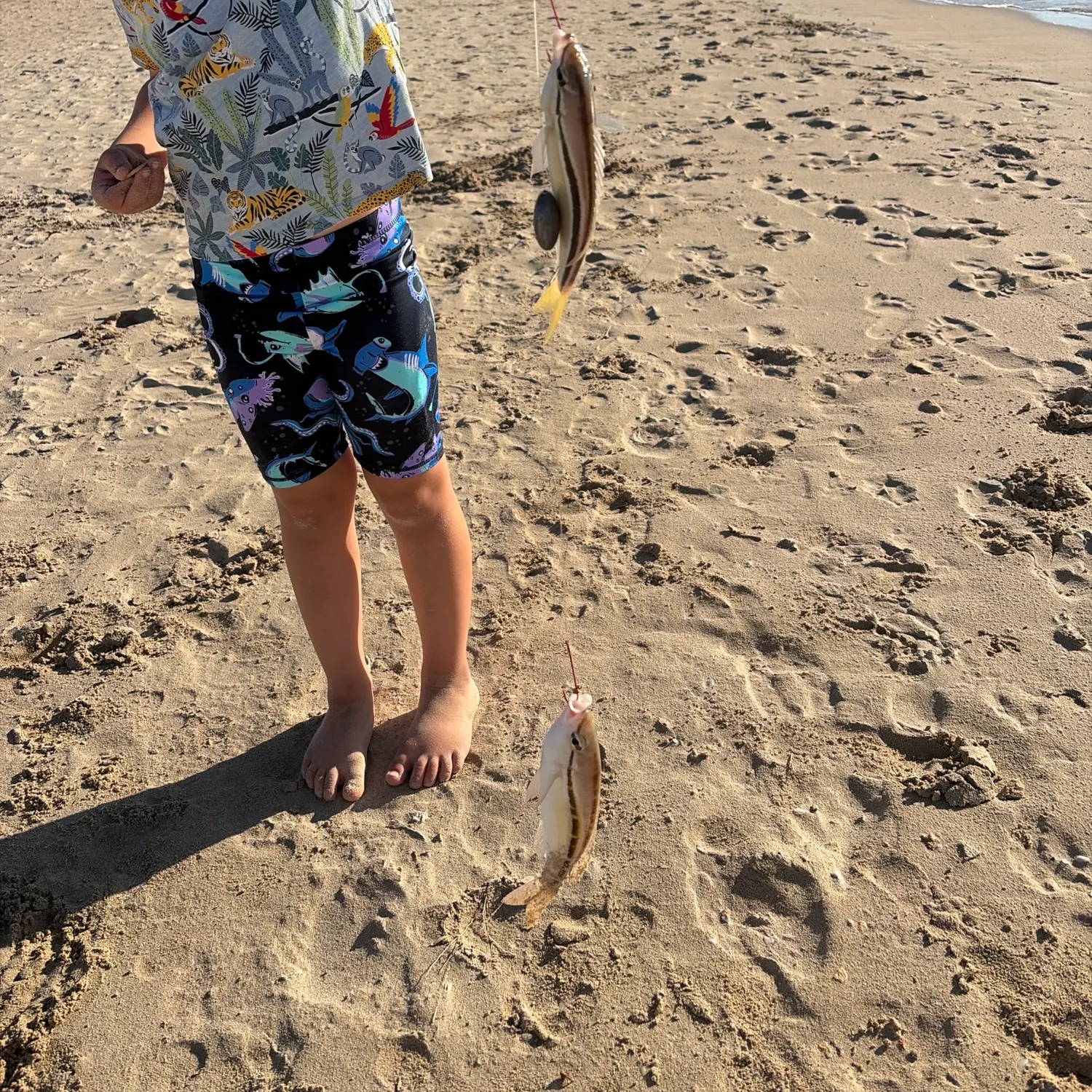 The most recent Striped whiptail catches on Fishbrain