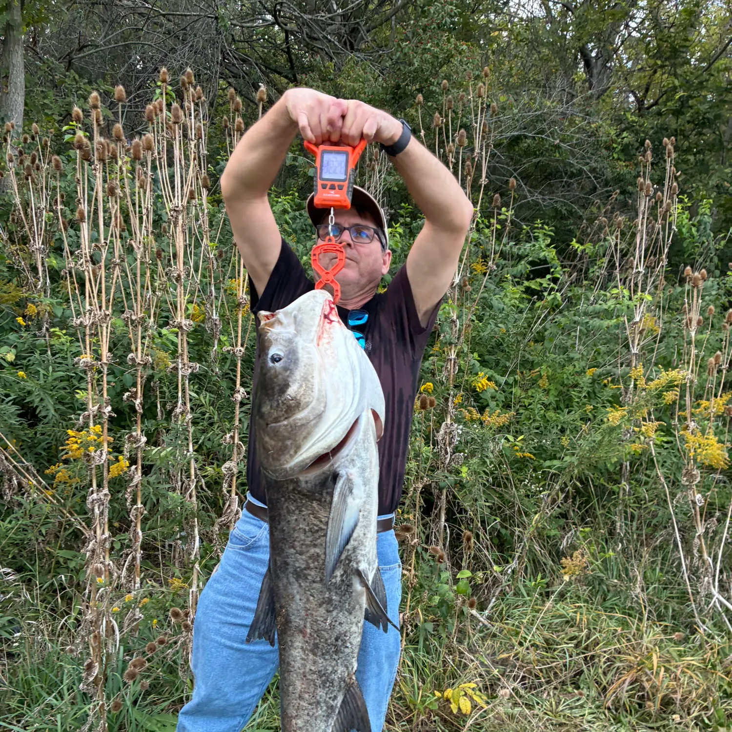 Bighead carp caught on Fishbrain