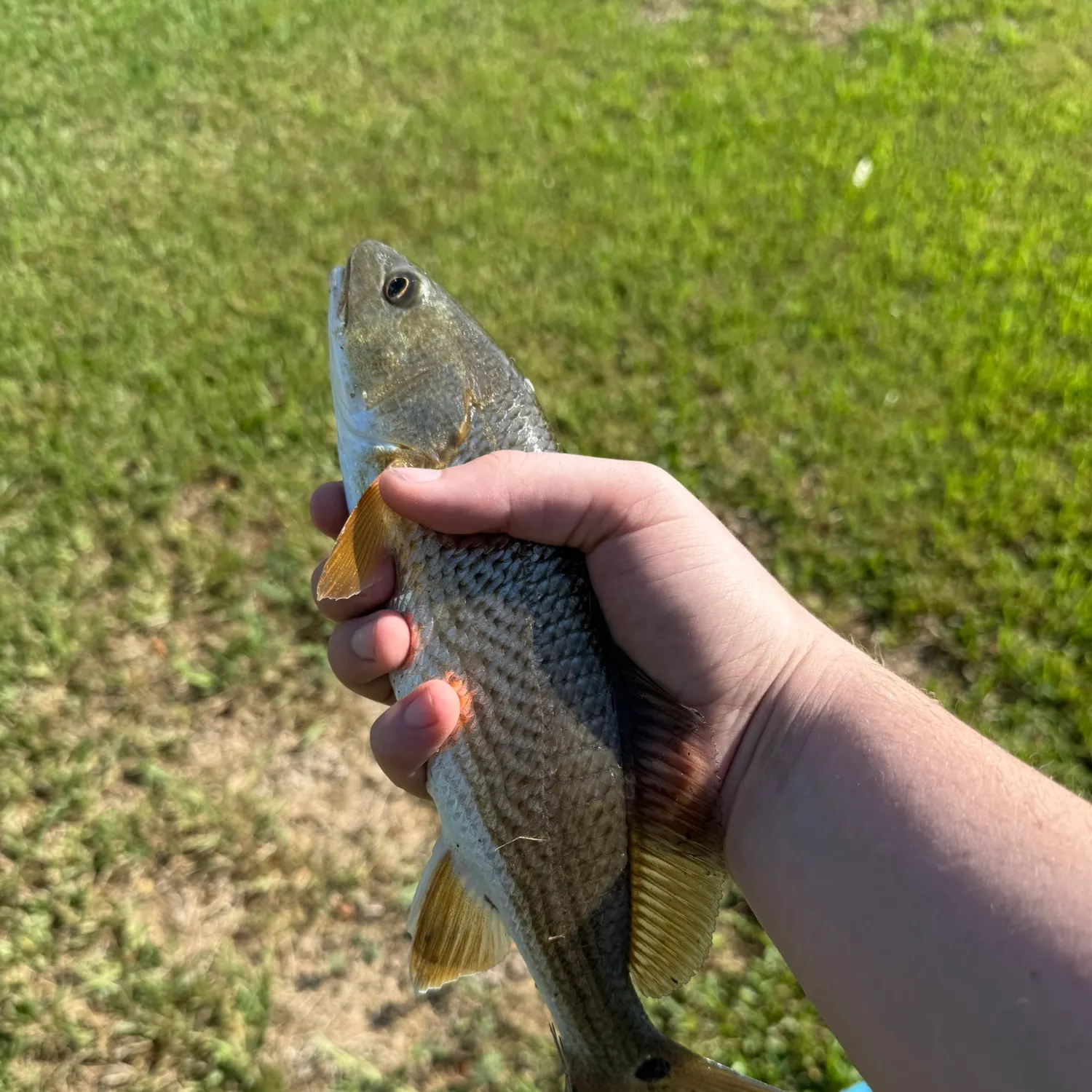 Red drum caught on Fishbrain