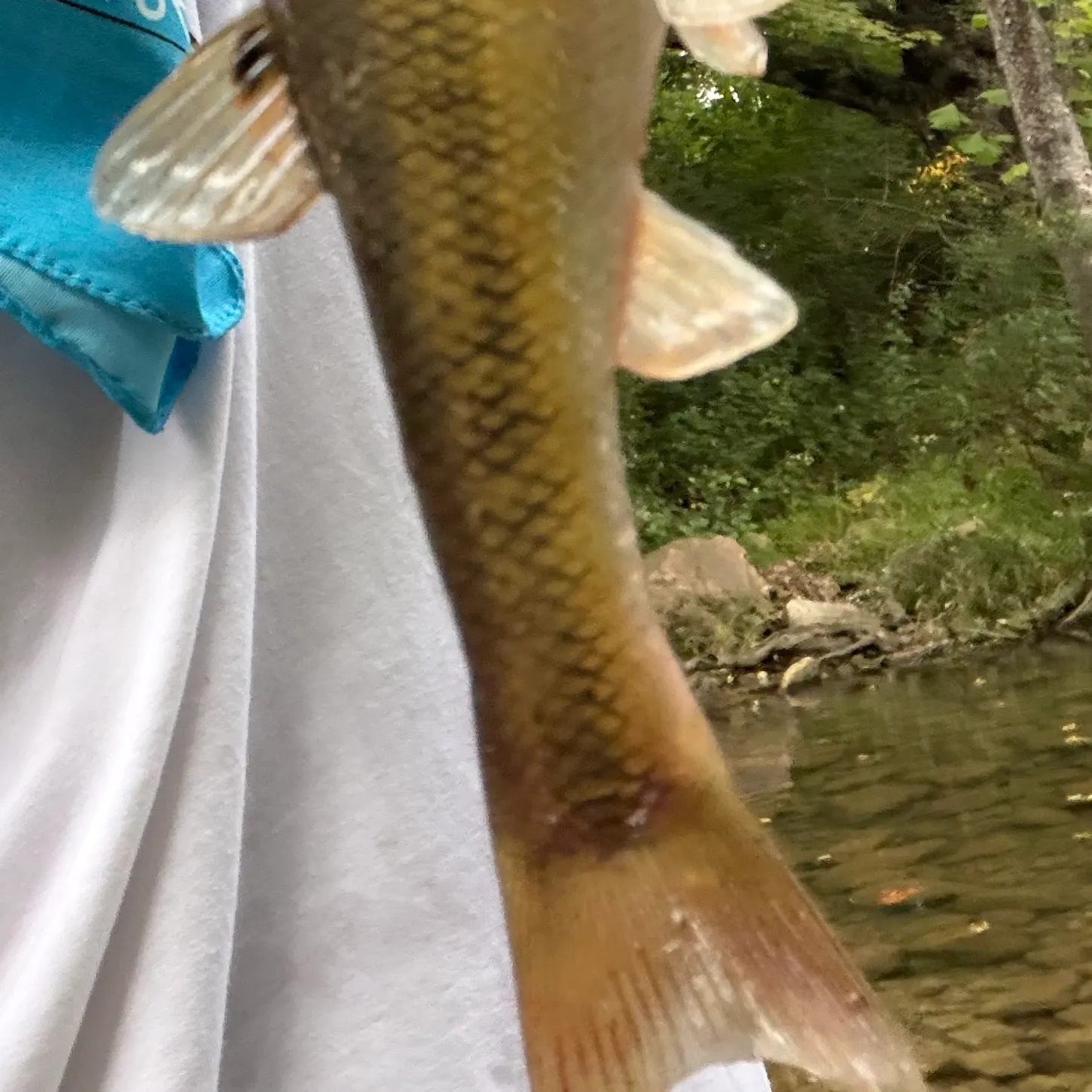 Creek chub caught on Fishbrain
