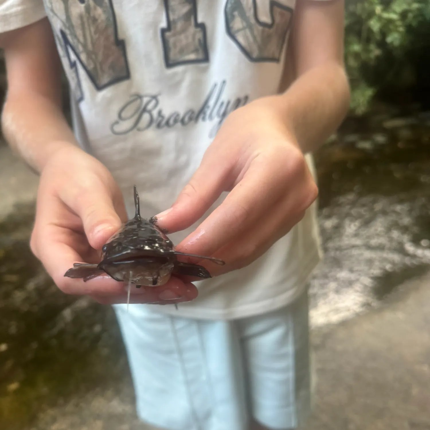 Black bullhead caught on Fishbrain