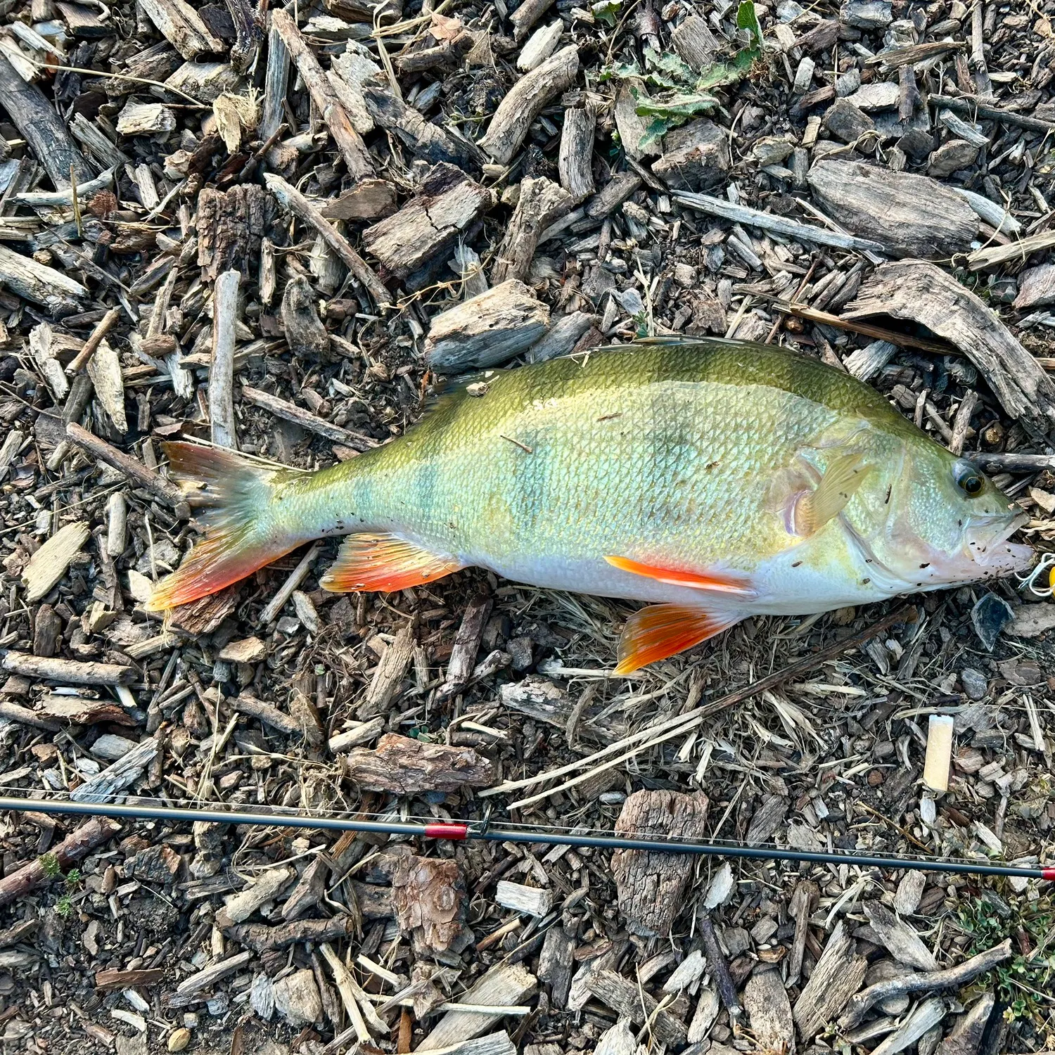 European perch caught on Fishbrain