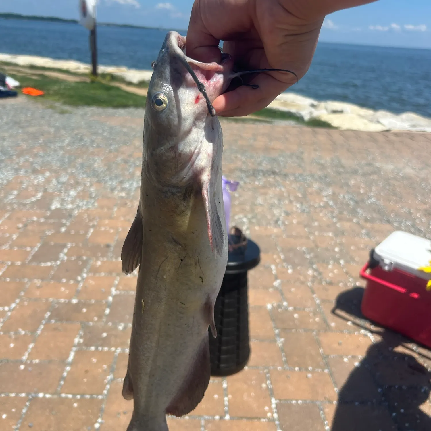 Channel catfish caught on Fishbrain