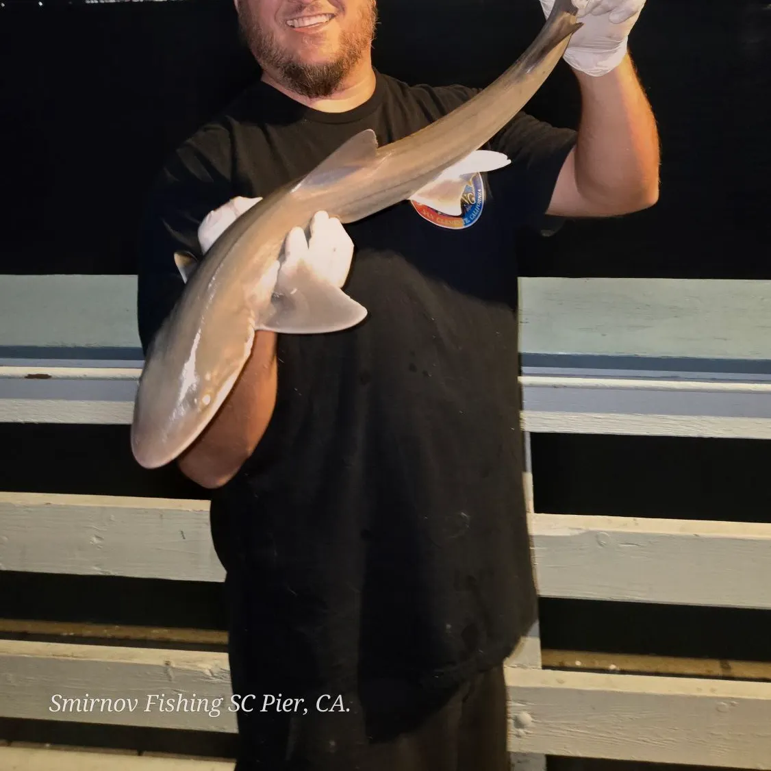 Grey smooth-hound caught on Fishbrain