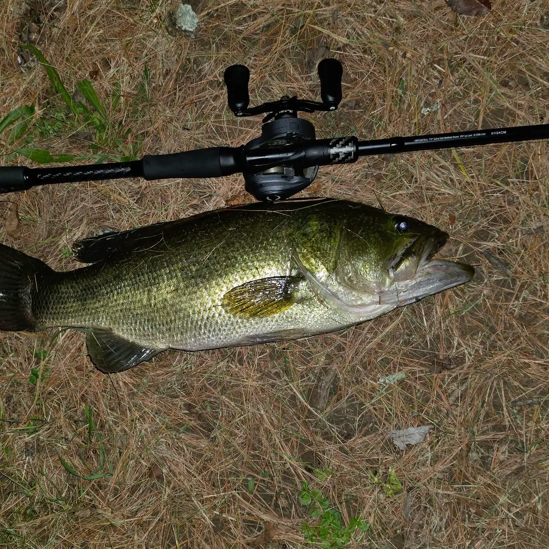 Largemouth bass caught on Fishbrain