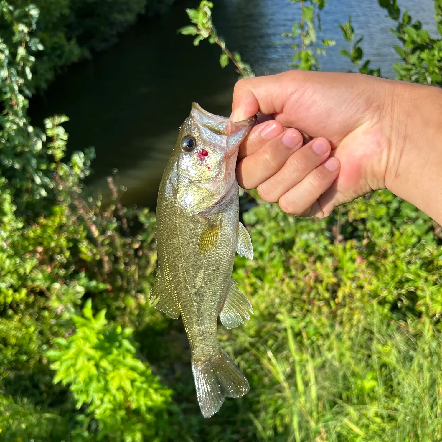 Largemouth bass caught on Fishbrain