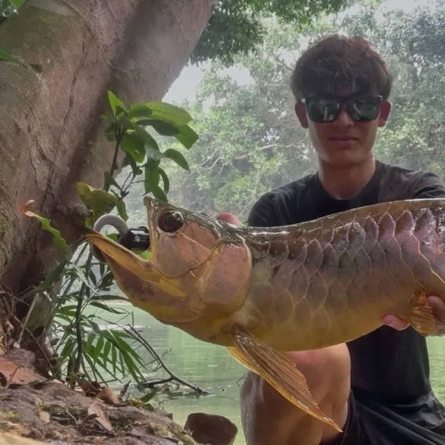 The most recent Spotted bonytongue catches on Fishbrain