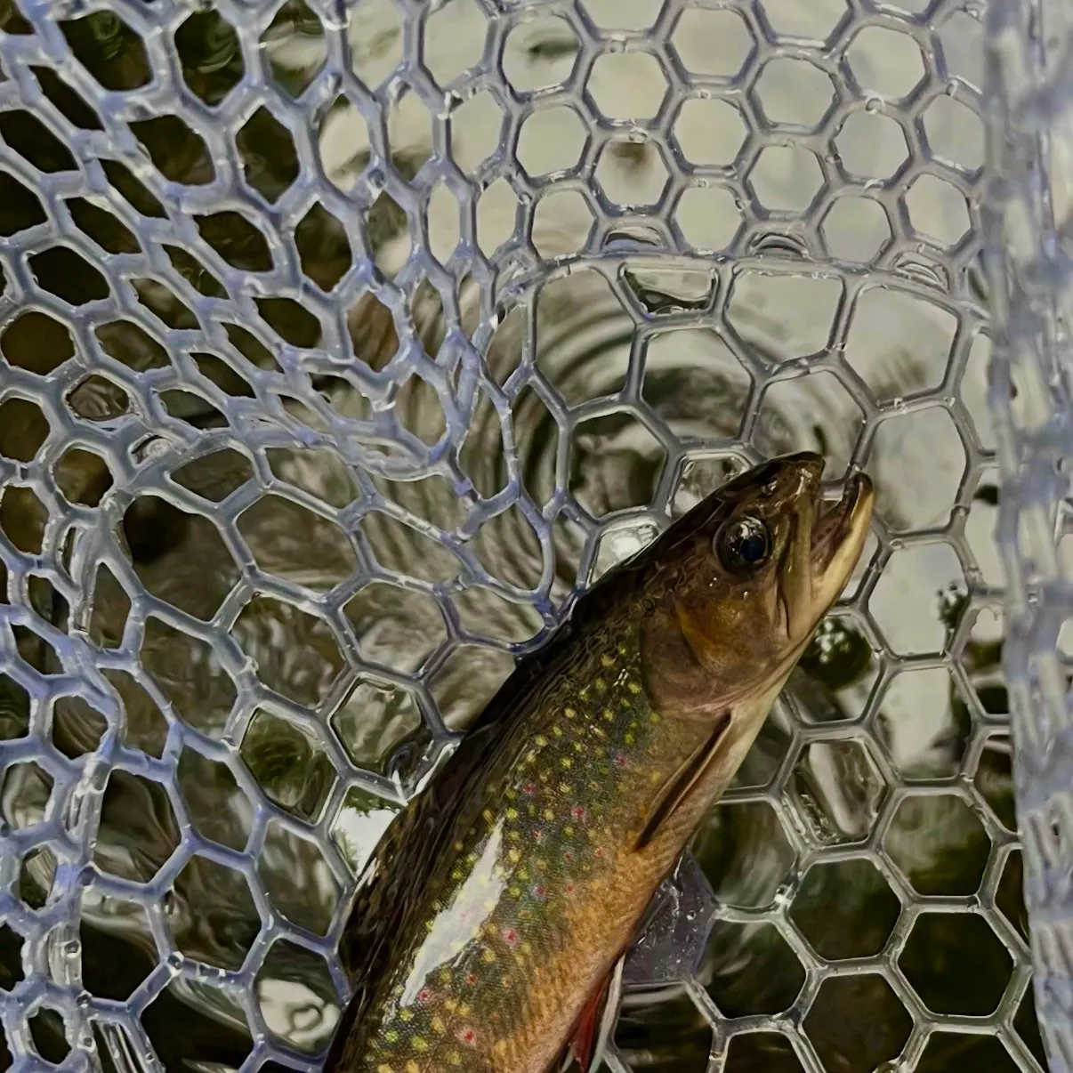 Brook trout caught on Fishbrain