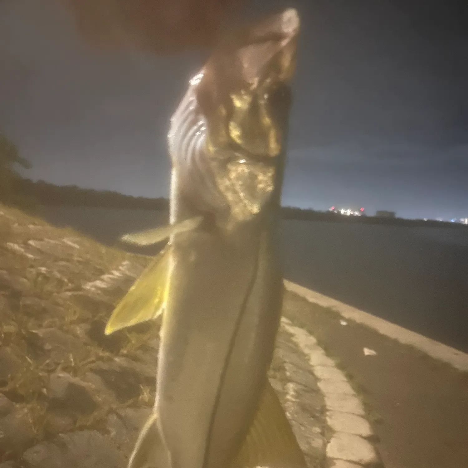 The most recent Common snook catches on Fishbrain