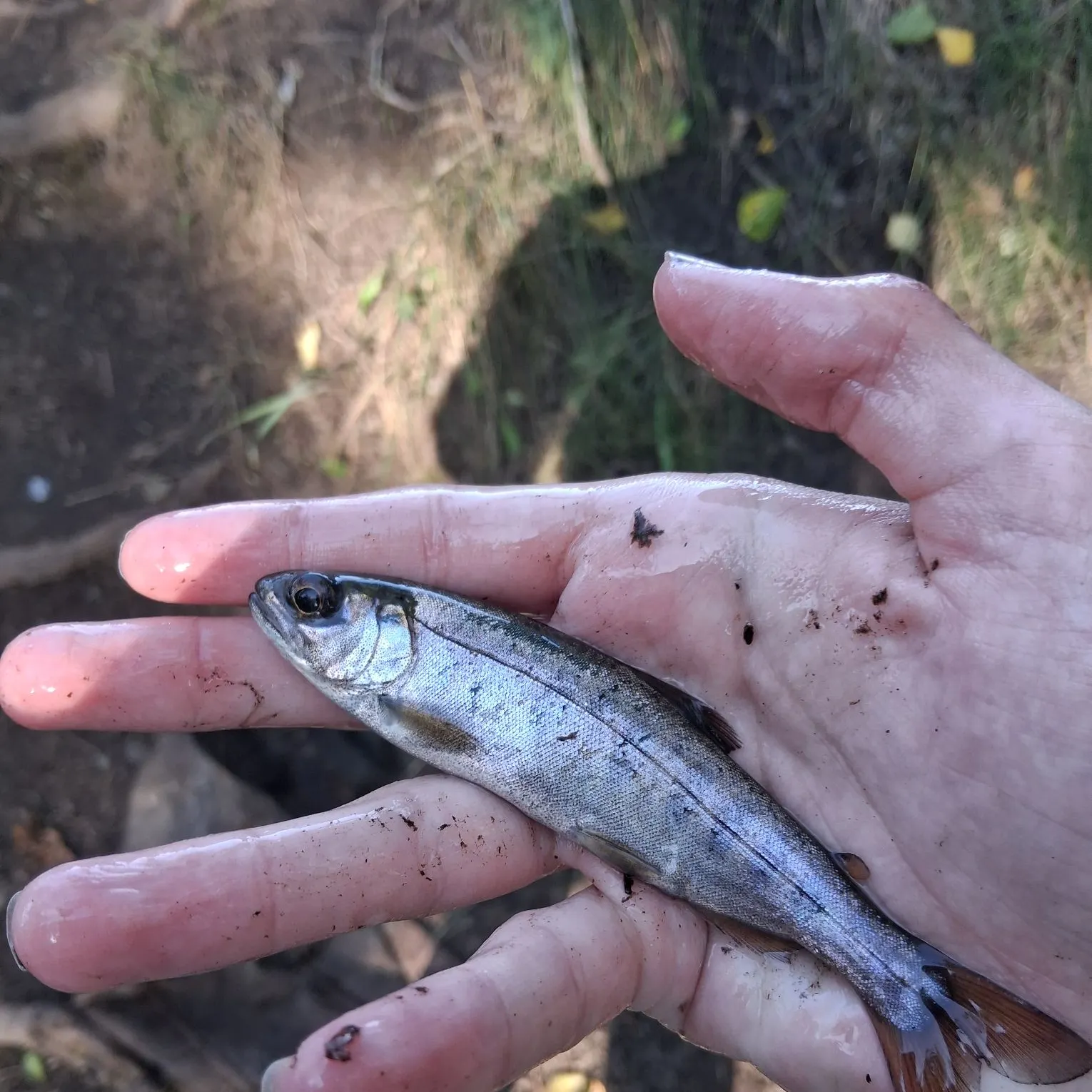 Sockeye salmon caught on Fishbrain