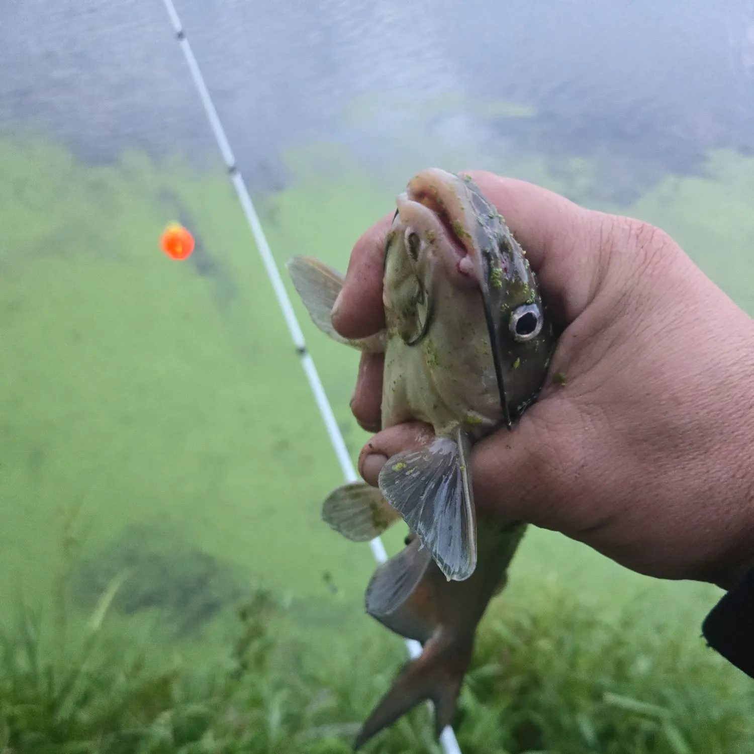 Channel catfish caught on Fishbrain