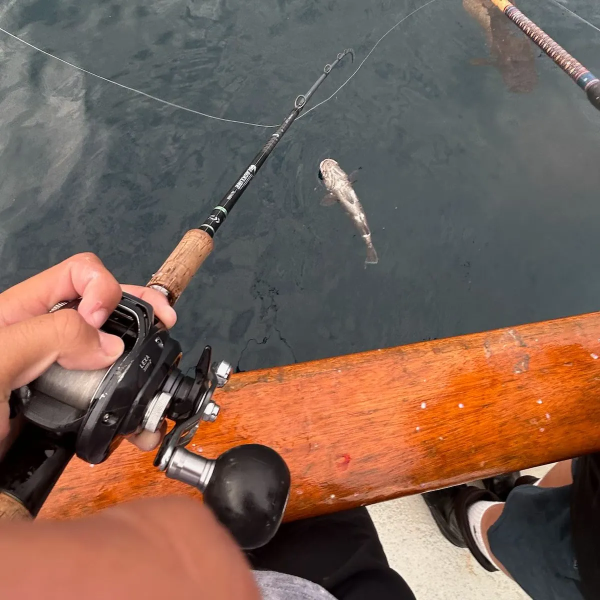 The most recent Giant sea bass catches on Fishbrain