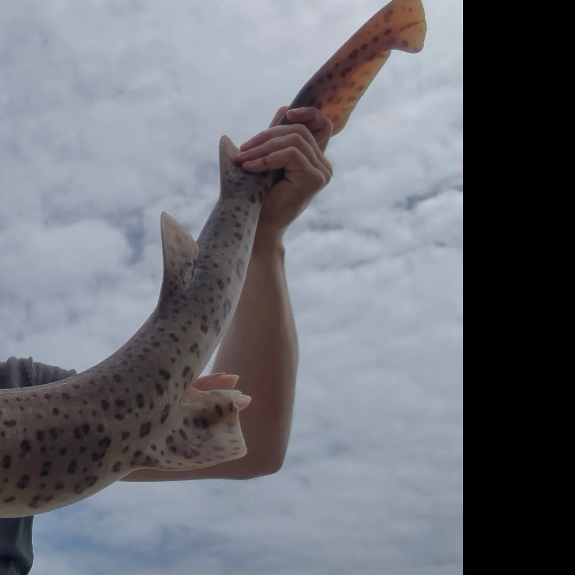 The most recent Nursehound catches on Fishbrain