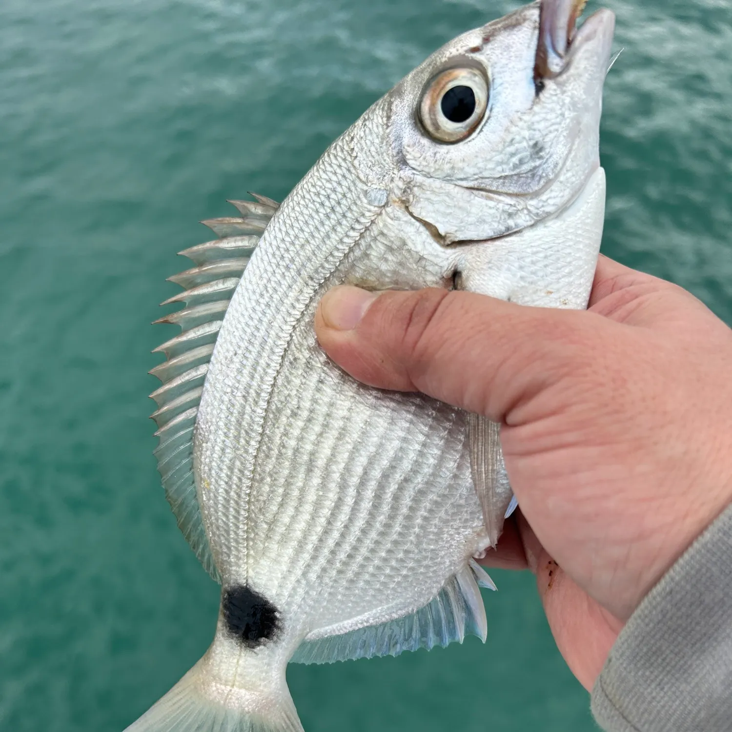 The most recent Spottail seabream catches on Fishbrain