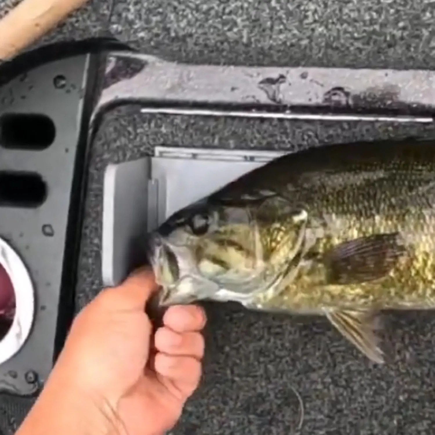 angler catch