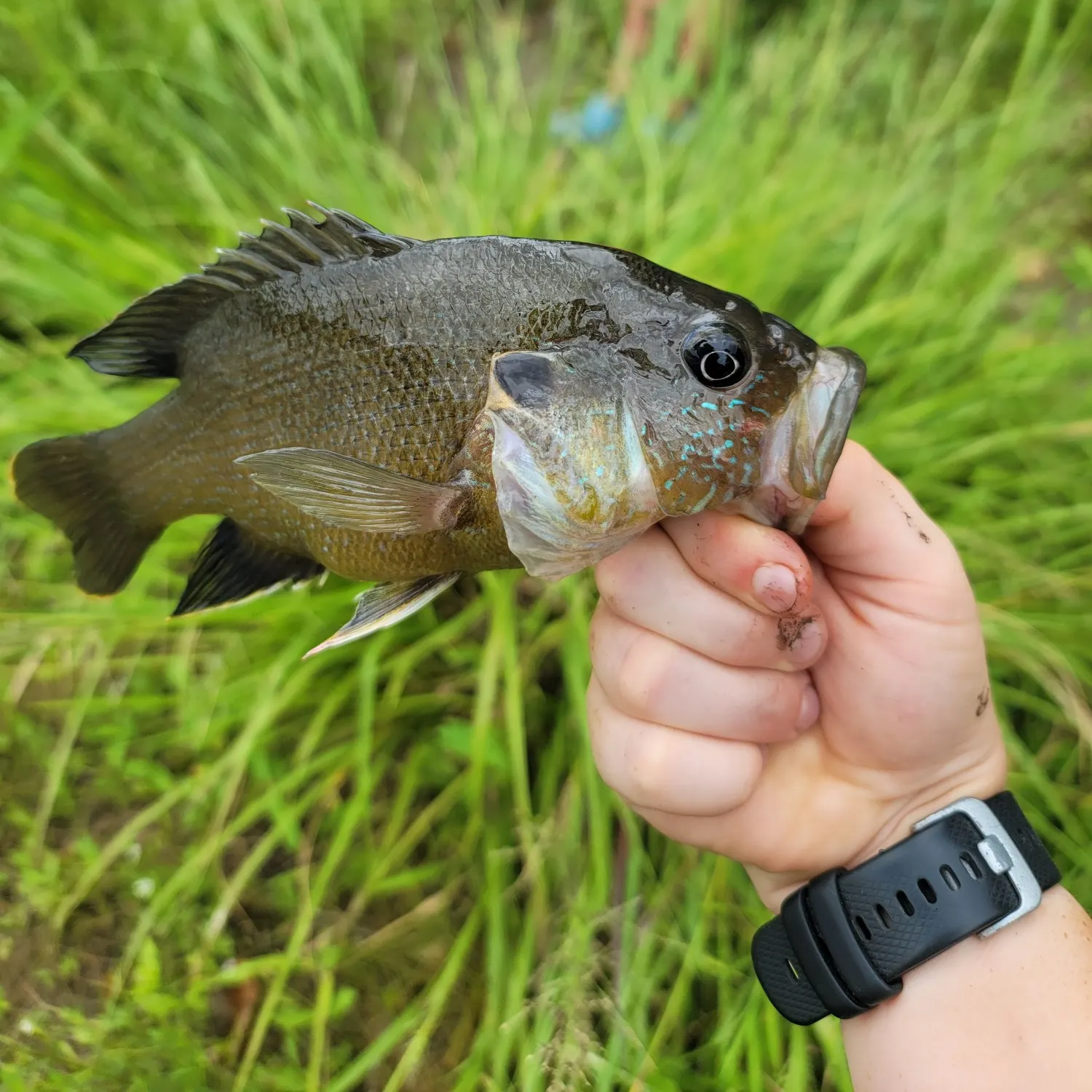 Green sunfish caught on Fishbrain