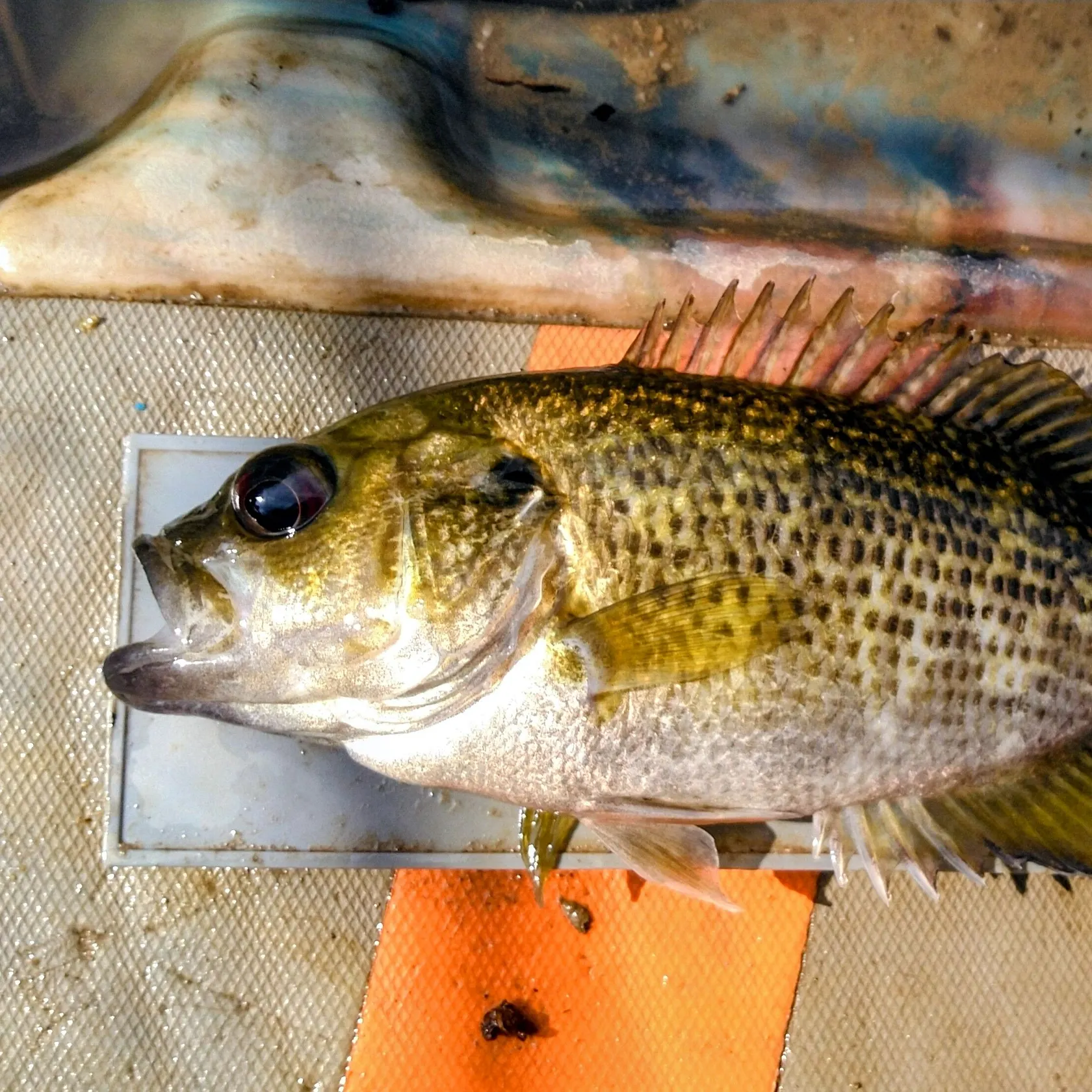 The most recent Rock bass catches on Fishbrain