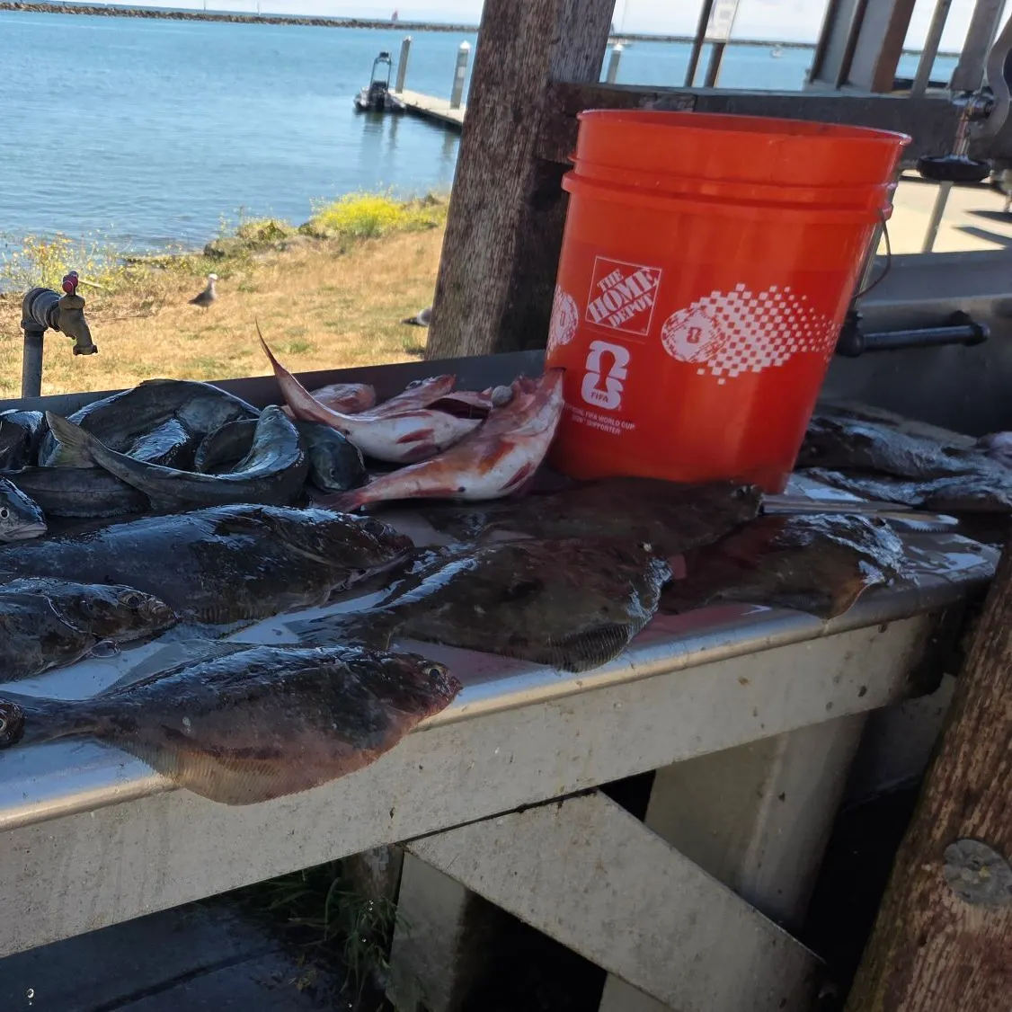The most recent Pacific sanddab catches on Fishbrain