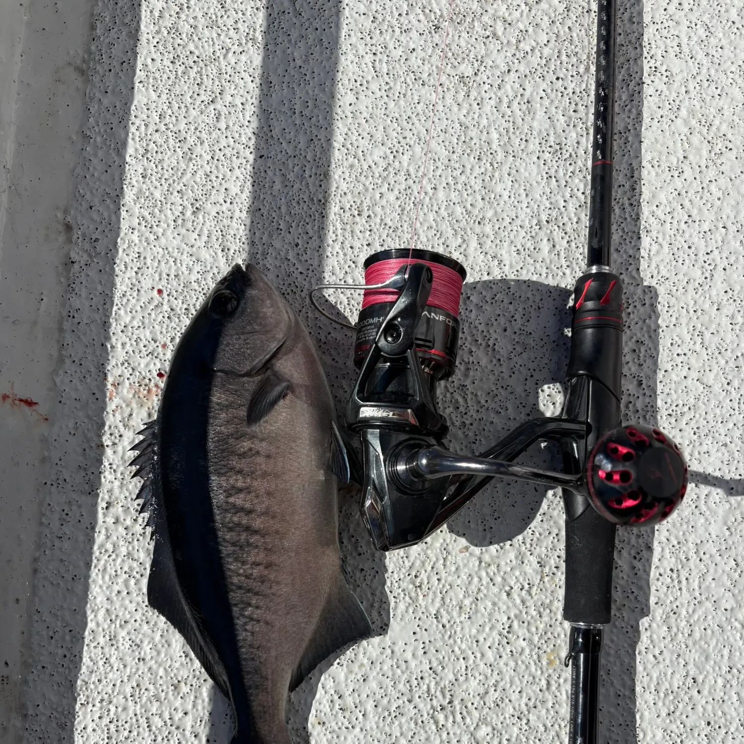 The most recent Halfmoon catches on Fishbrain