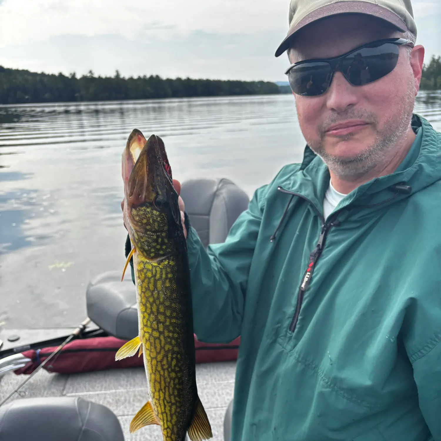 Chain pickerel caught on Fishbrain