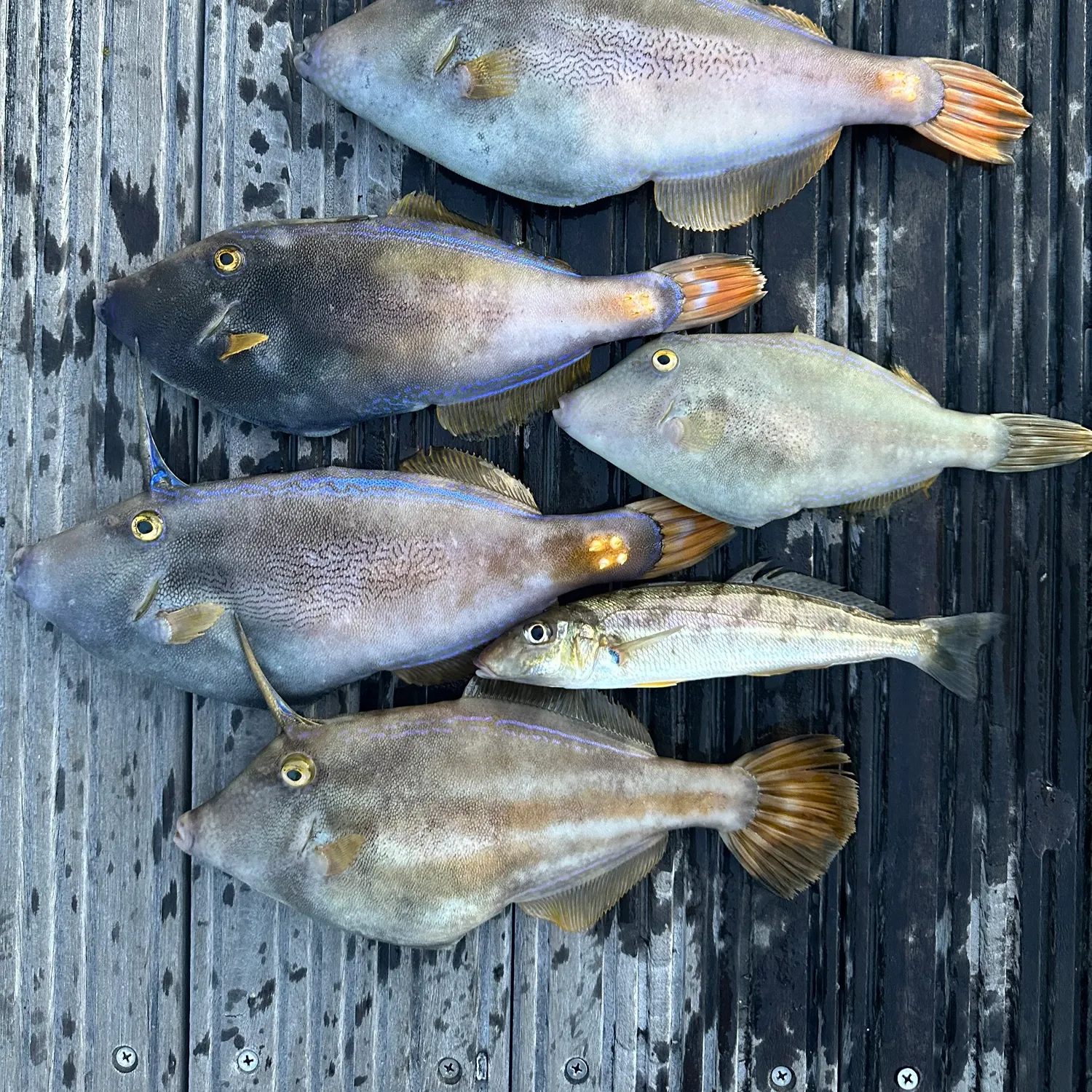 recently logged catches