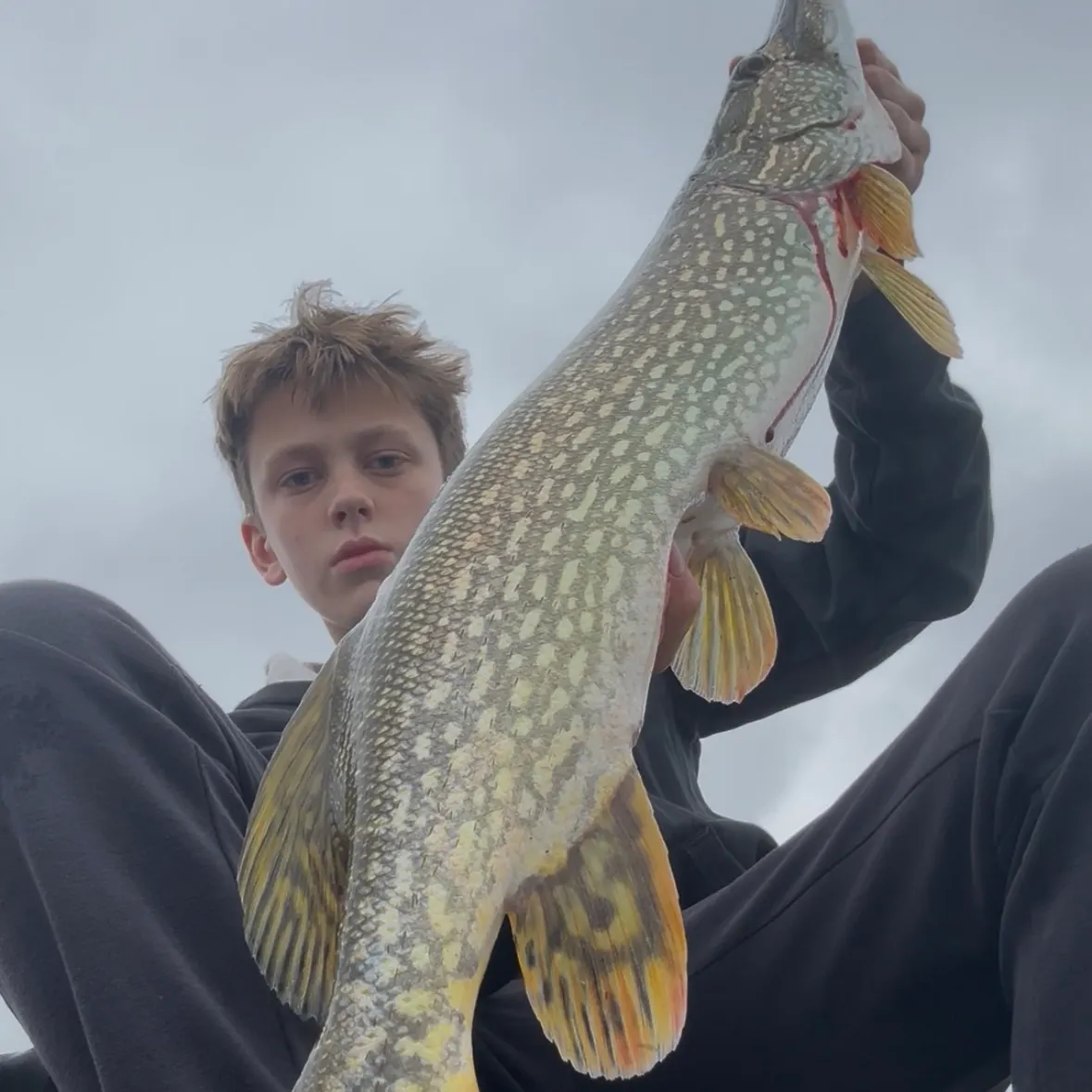 Northern pike caught on Fishbrain
