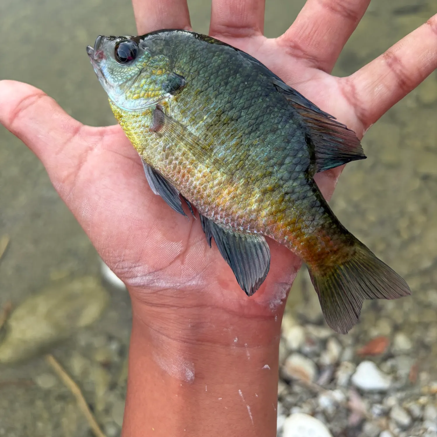 Bluegill caught on Fishbrain