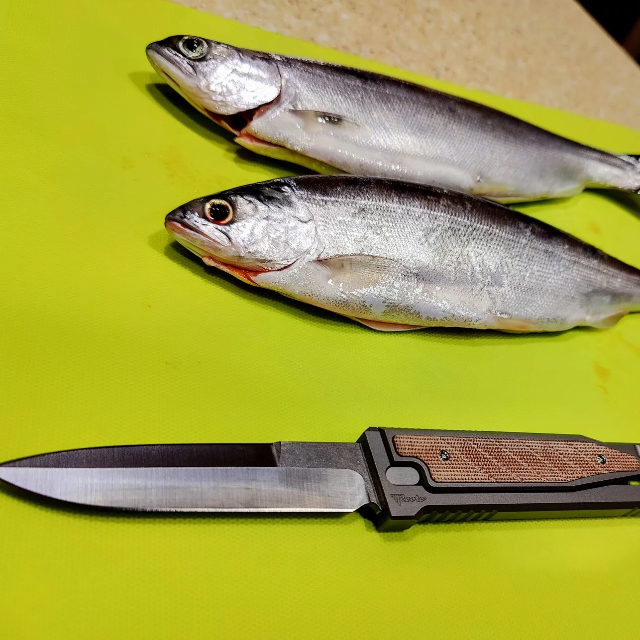 recently logged catches