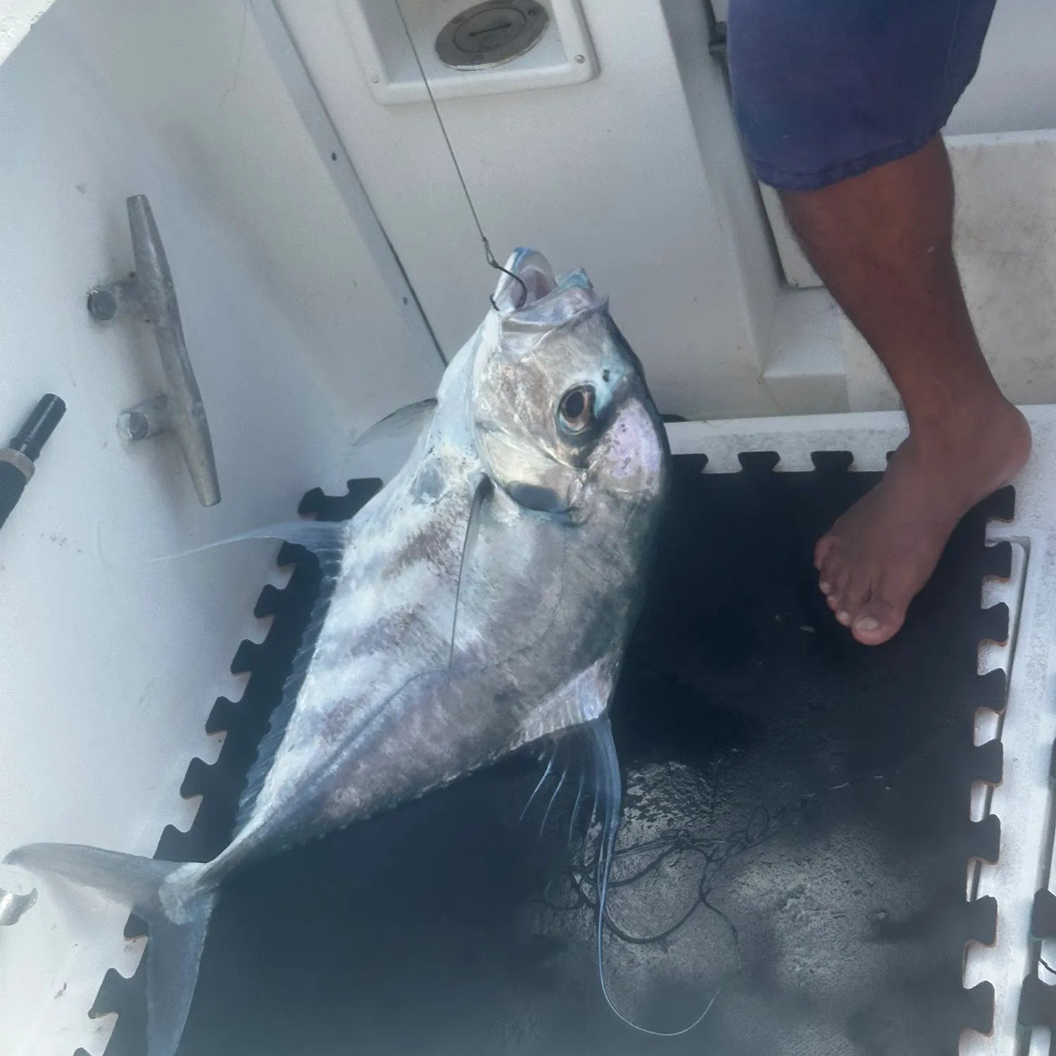 The most recent Sheepshead catches on Fishbrain