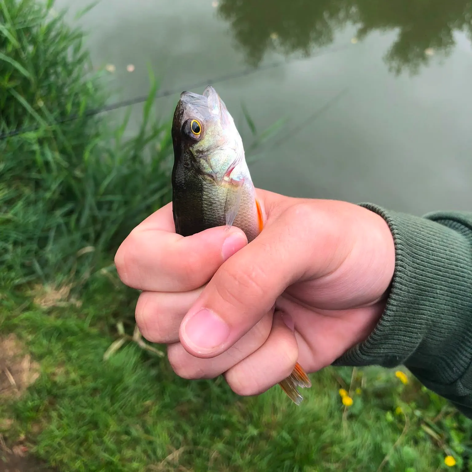 European perch caught on Fishbrain