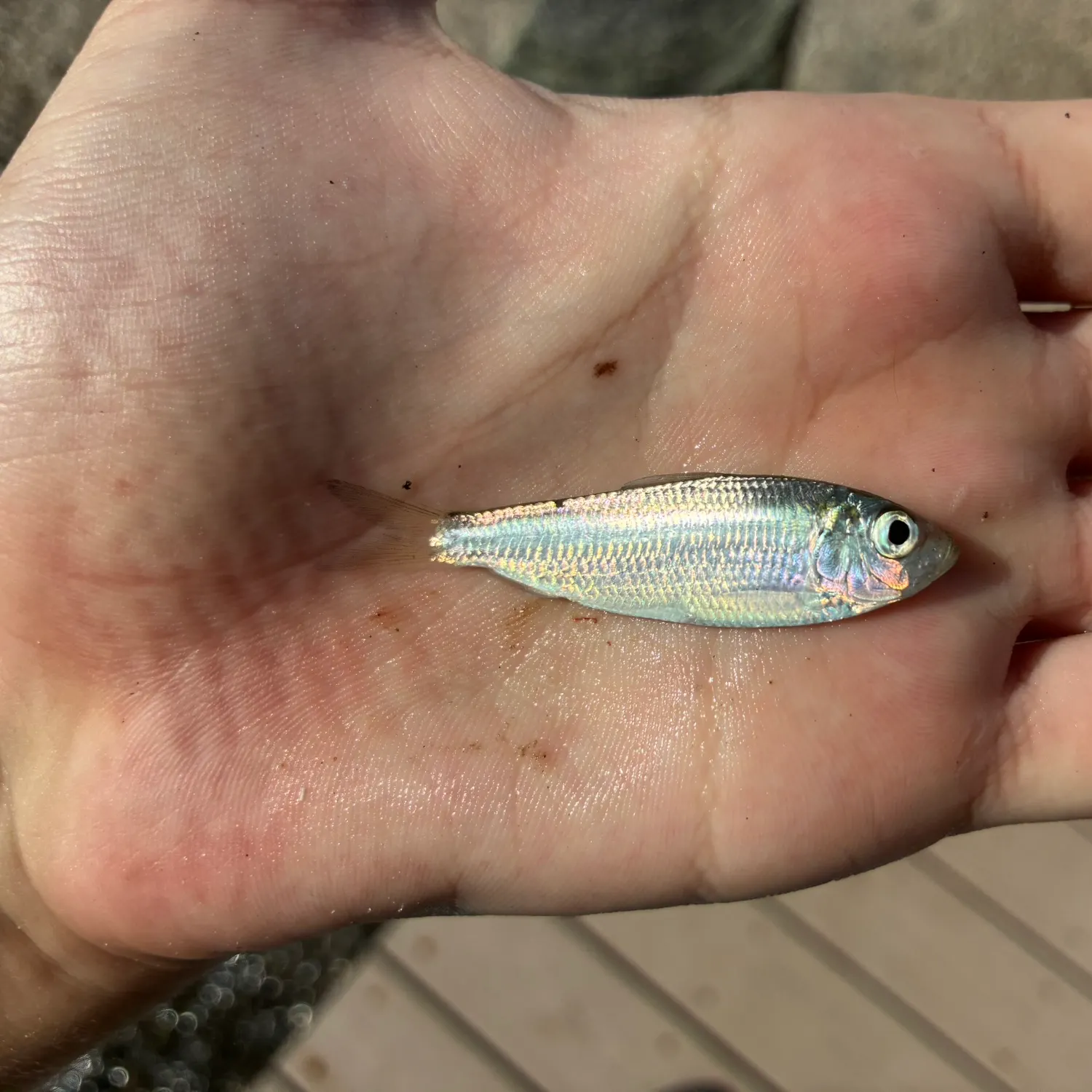 The most recent Scaled herring catches on Fishbrain