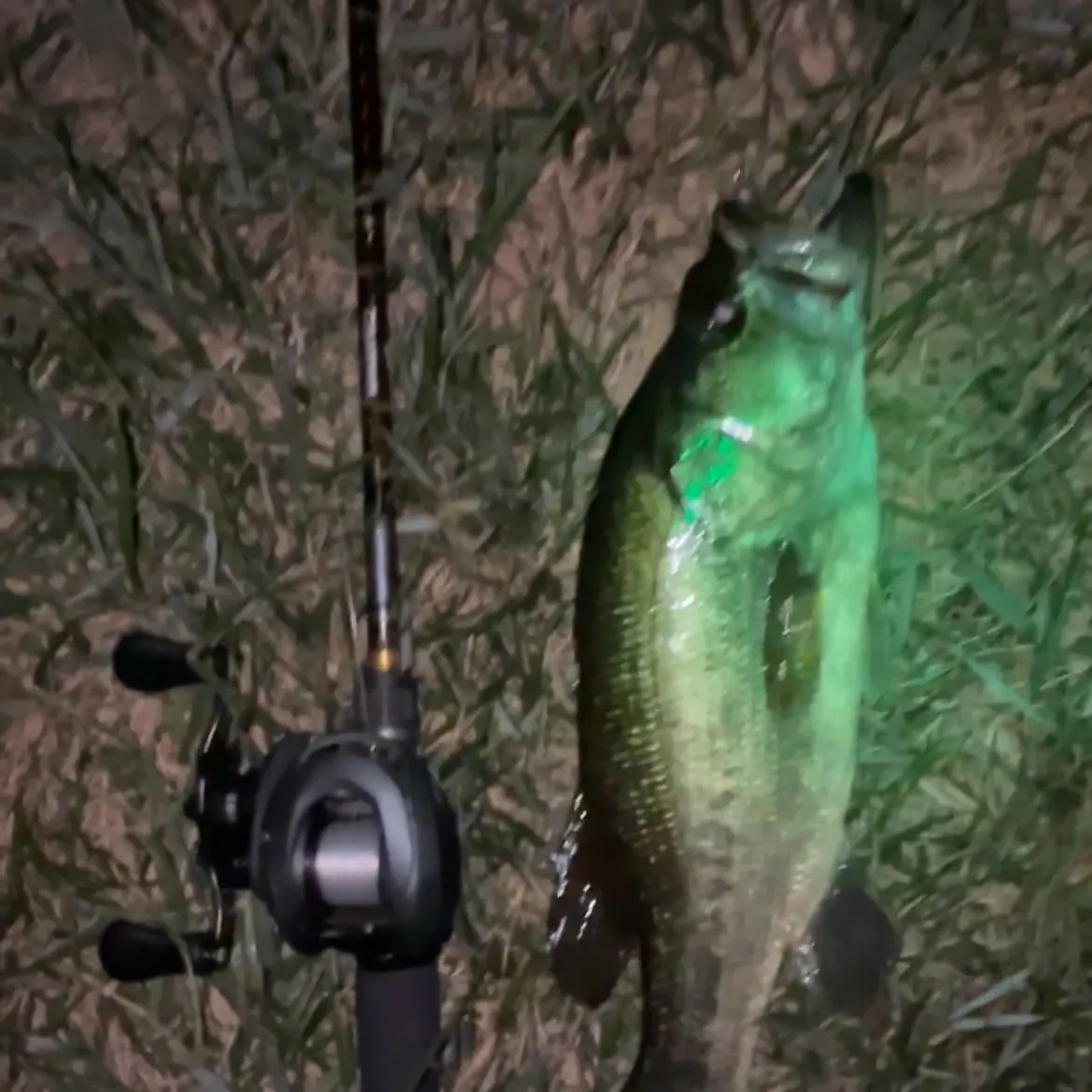 Largemouth bass caught on Fishbrain