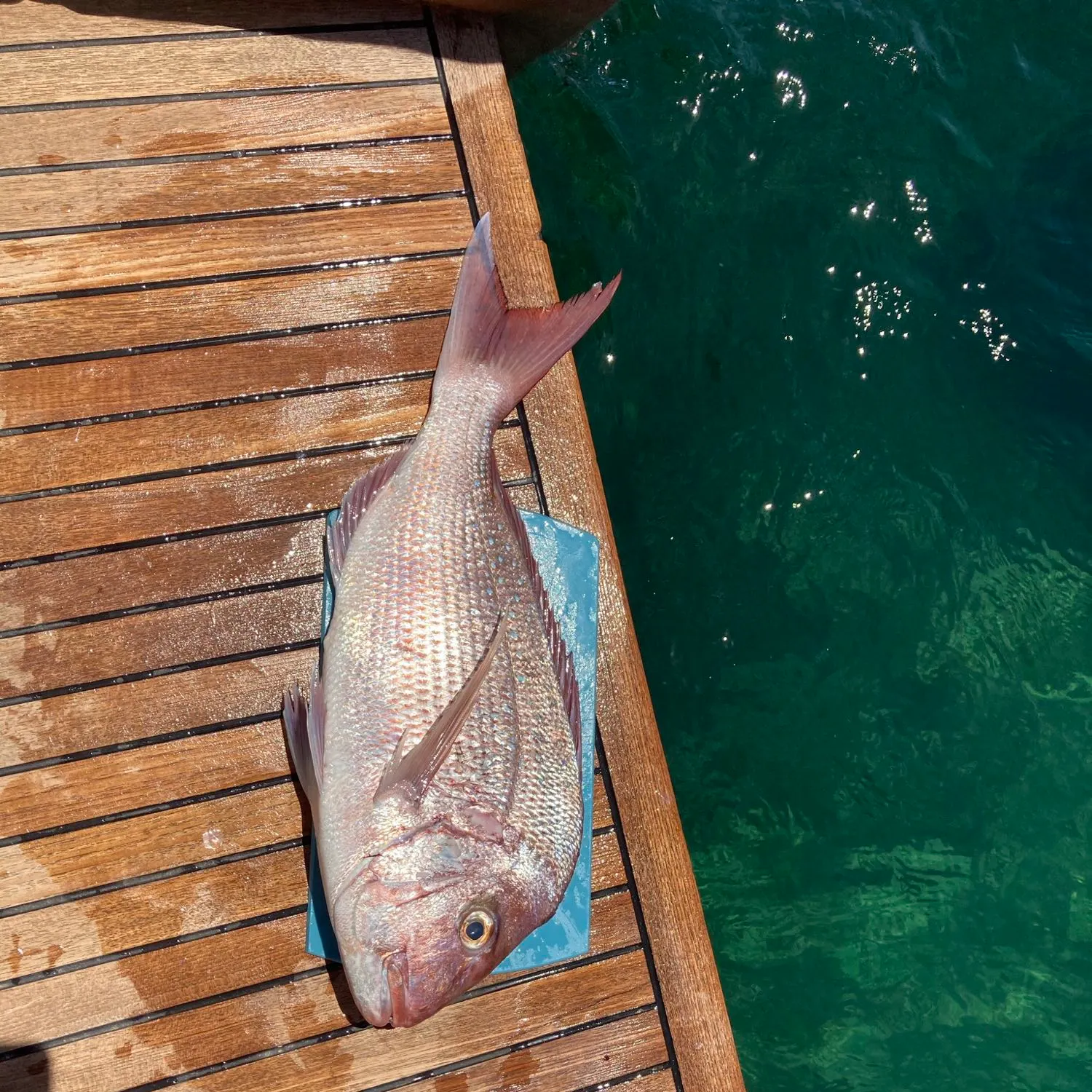 Fish caught on Fishbrain