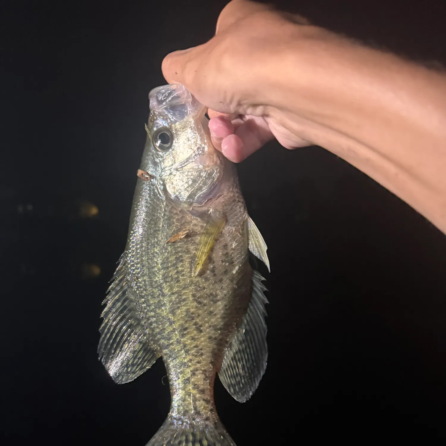 Black crappie caught on Fishbrain