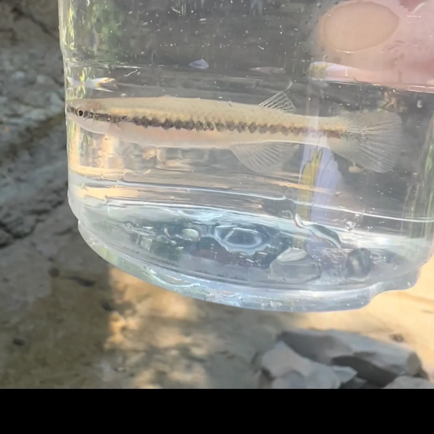 The most recent Blackspotted topminnow catches on Fishbrain