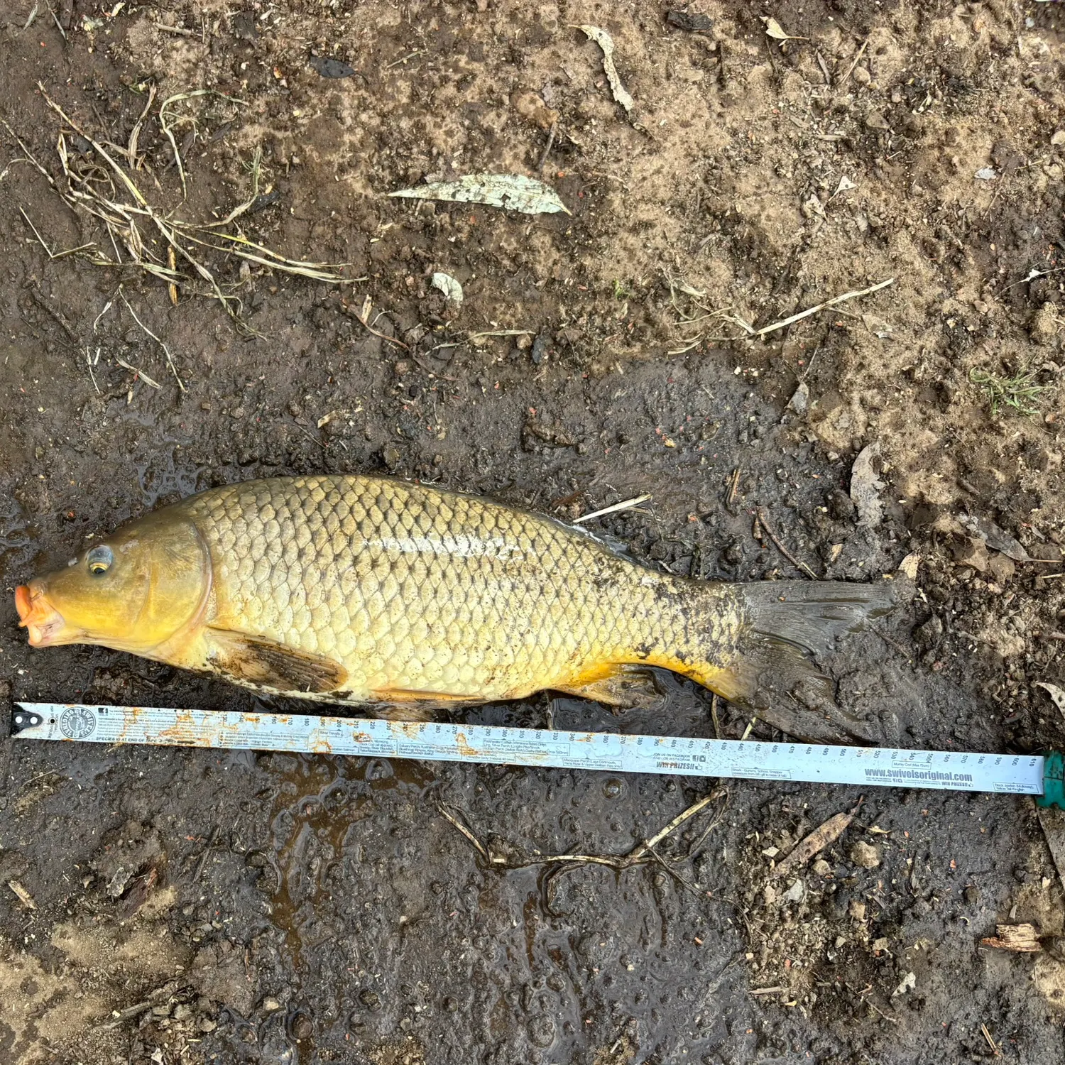 Common carp caught on Fishbrain