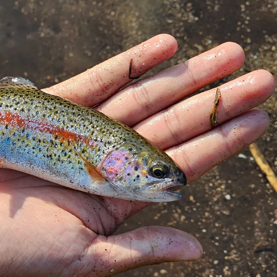 The most recent Rainbow trout catches on Fishbrain