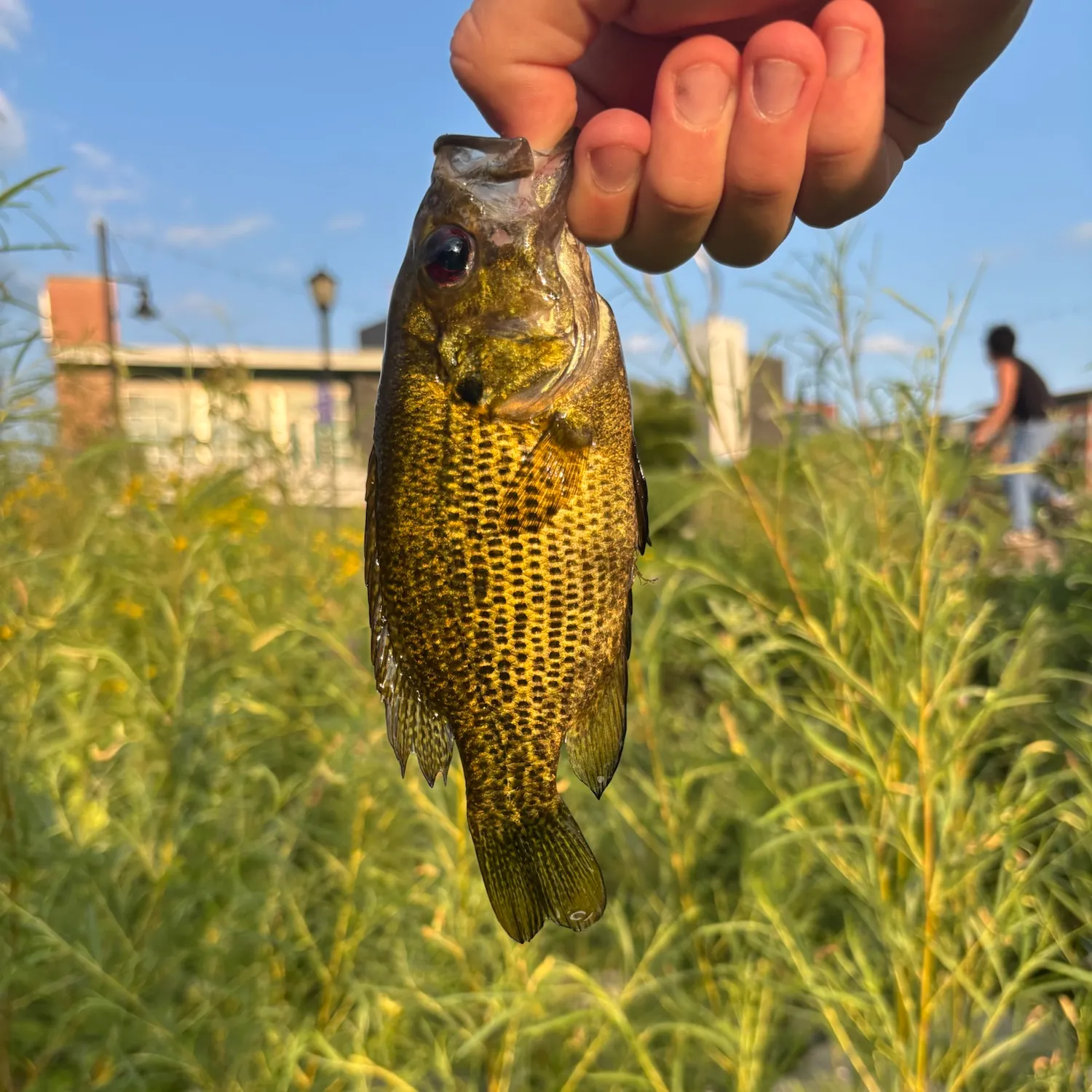 catch