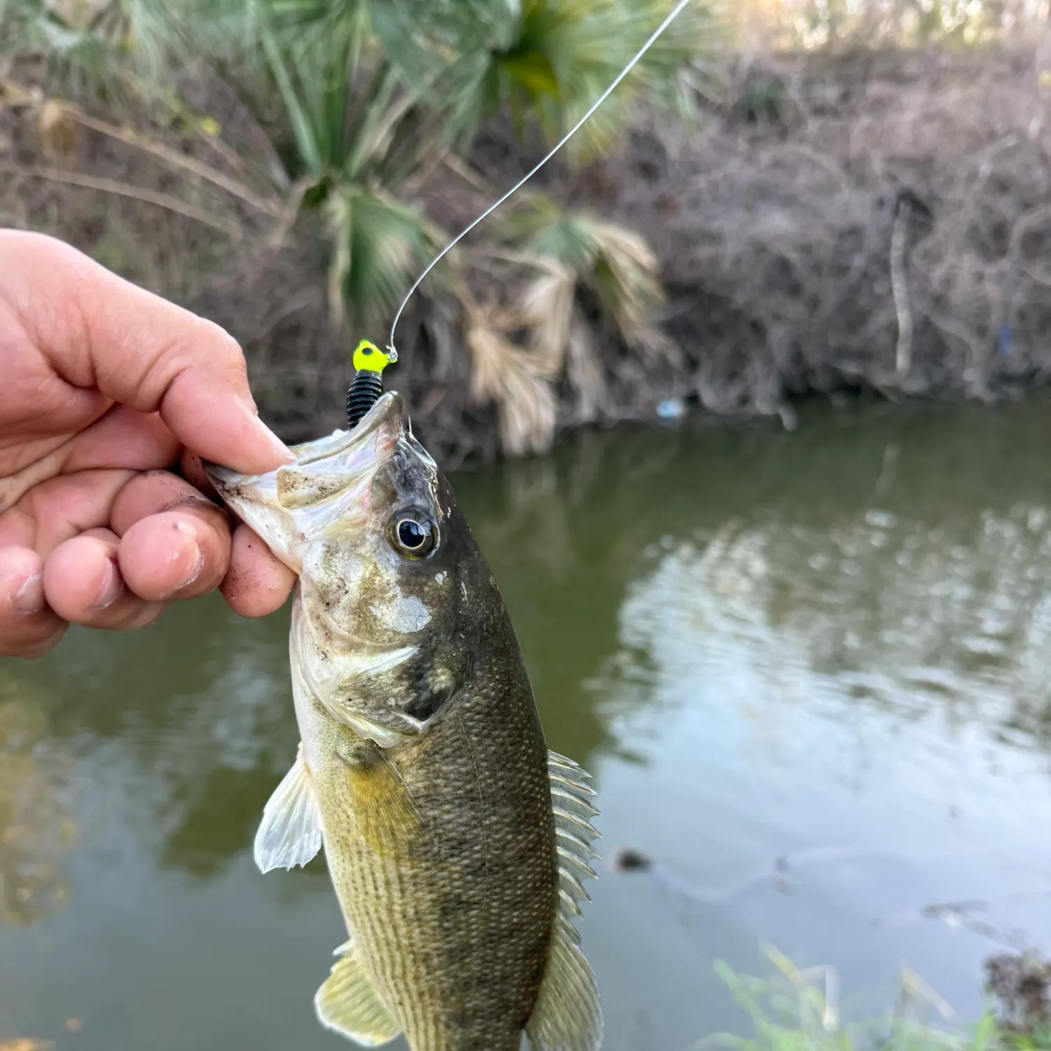 The most recent Guadalupe bass catches on Fishbrain