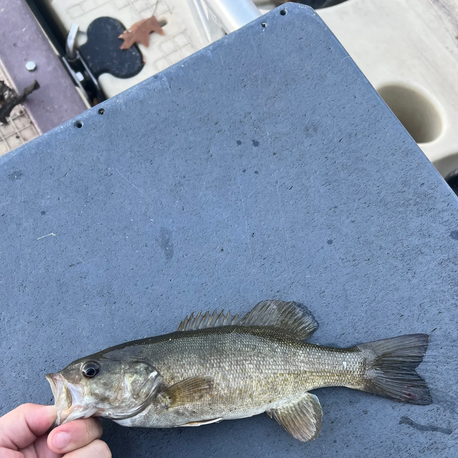 Smallmouth bass caught on Fishbrain