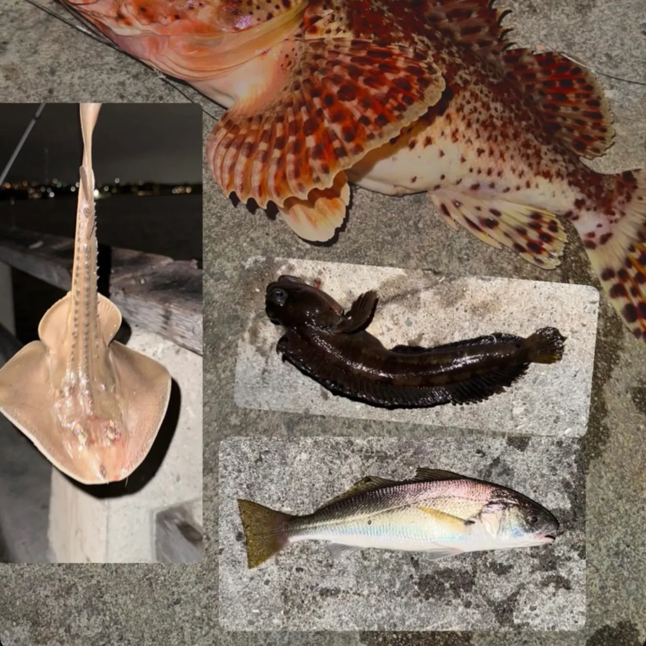 recently logged catches
