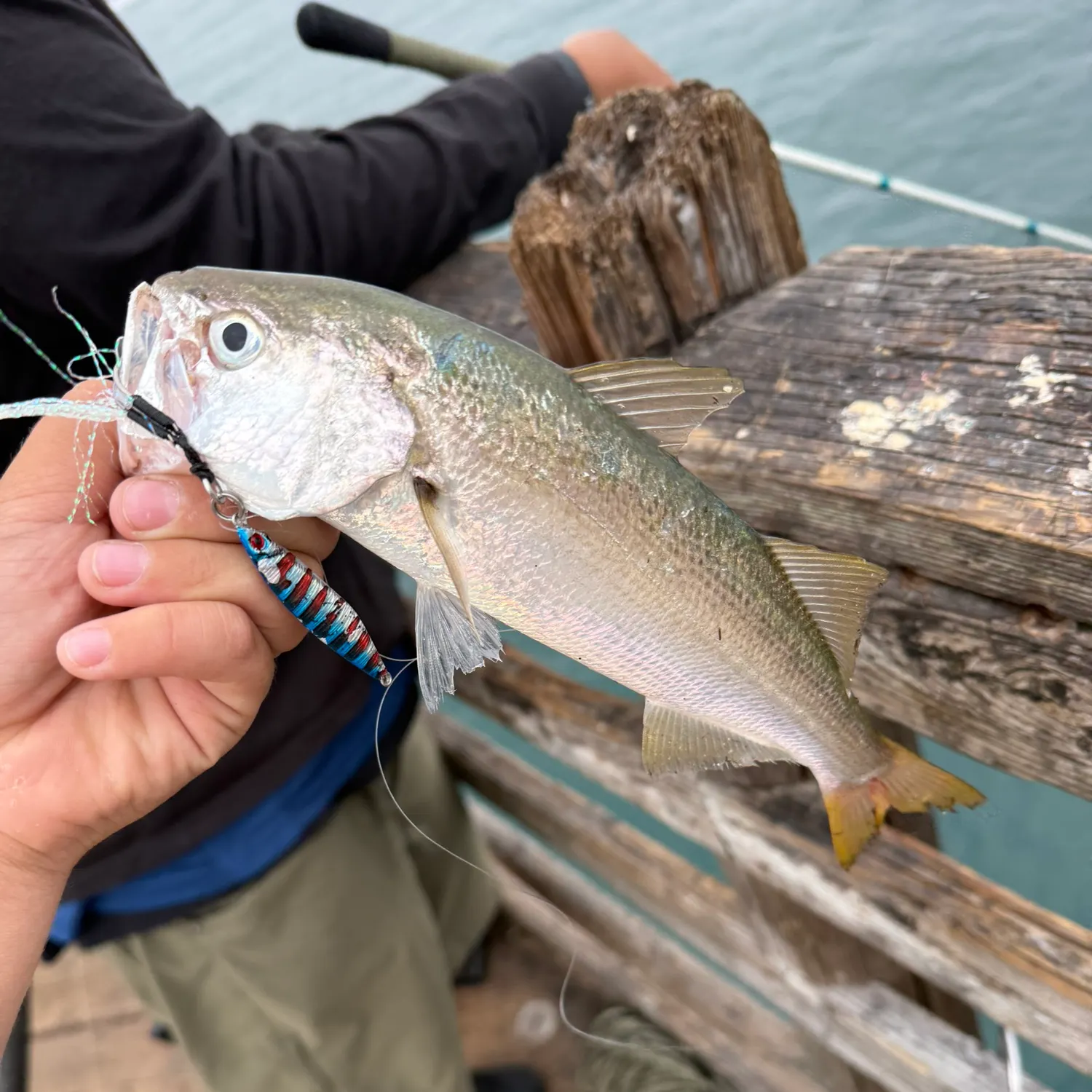 The most recent Queenfish catches on Fishbrain